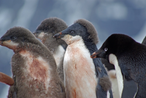 Antarctica